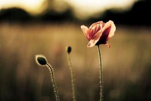 tieng trung giao tiep