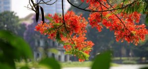 Hoa phượng tiếng Trung là gì?