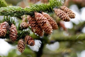 từ vựng tiếng trung chủ đề cây cỏ hoa lá