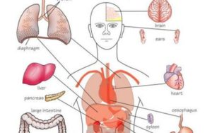 hình ảnh Bộ phận nội tạng bên trong cơ thể bằng tiếng Trung 1