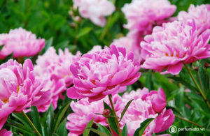 Hình ảnh Các loài hoa của Trung Quốc nổi tiếng đi vào thơ ca 1