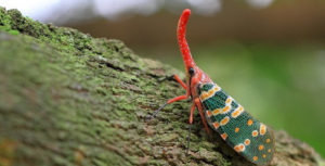 Hinh anh 71 tên loài côn trùng bằng tiếng Trung 1