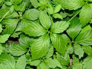 Hình ảnh Tên thuốc đông y bằng tiếng Trung đầy đủ nhất 1