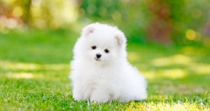 Hình ảnh Văn mẫu: miêu tả con chó bằng tiếng Trung 2