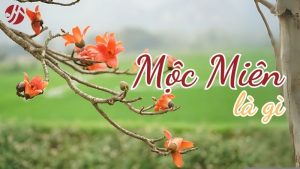 moc-mien-la-gi