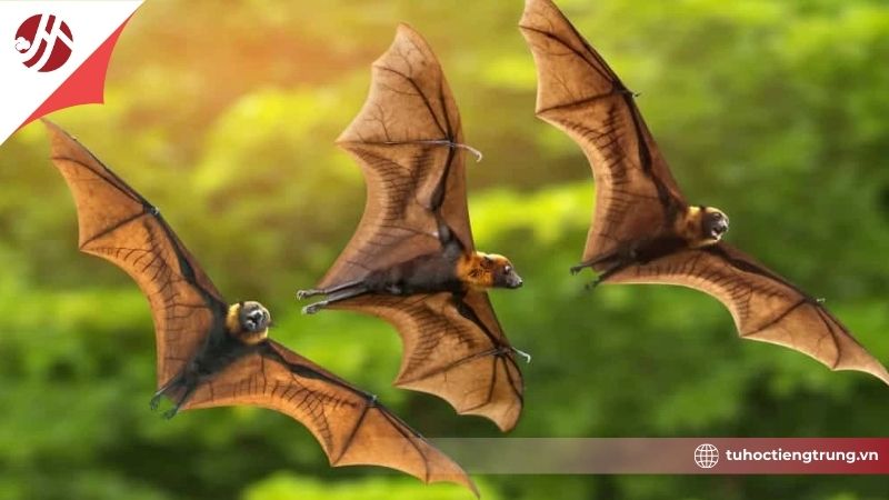 acon-doi-trong-van-hoa-trung-quoc