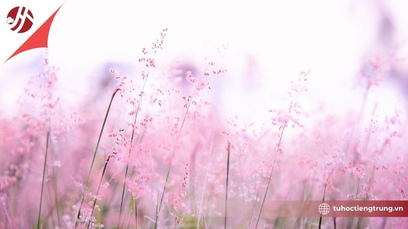 amau-hong-trong-tieng-trung-la-gi