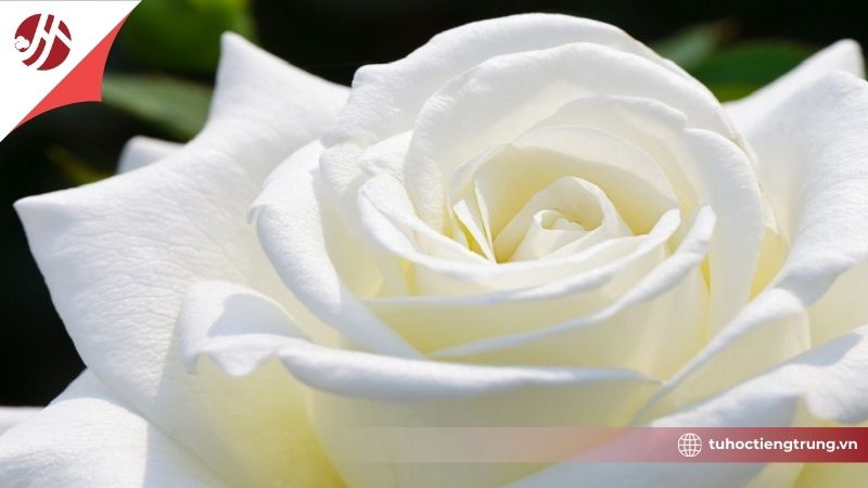 amau-trang-trong-van-hoa-trung-hoa