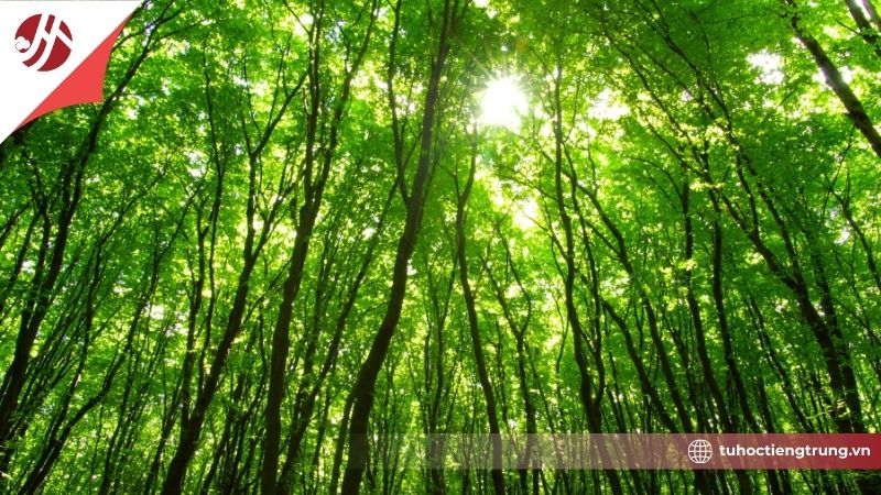 amau-xanh-la-tieng-trung-doc-sao