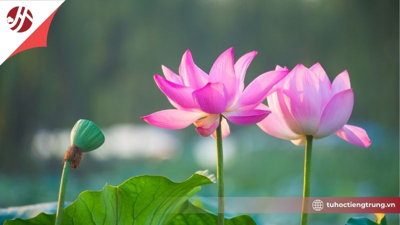 ay-nghia-hoa-sen-trong-van-hoa-trung-quoc