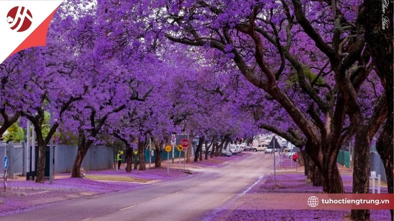 ay-nghia-mau-tim-trong-phong-thuy-trung-quoc