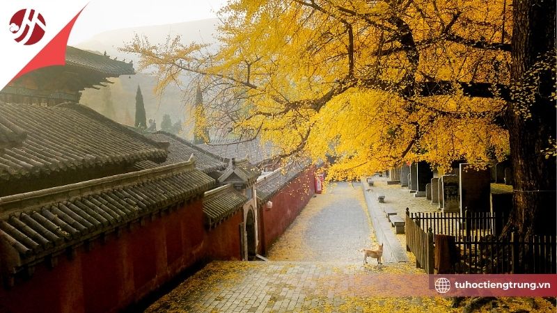 by-nghia-mau-vang-trong-van-hoa-trung-quoc