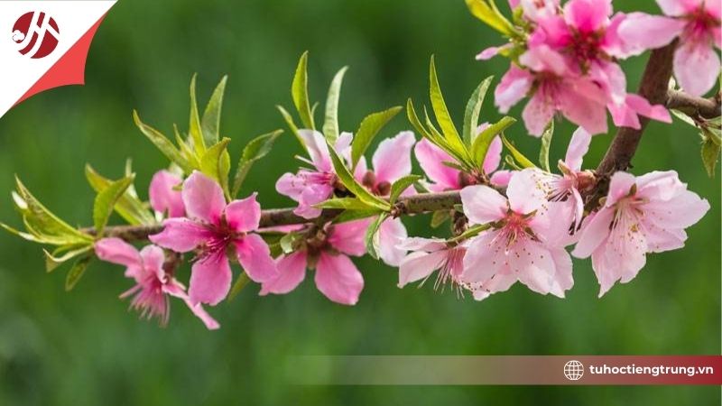 cmau-hong-trong-tieng-trung-la-gi