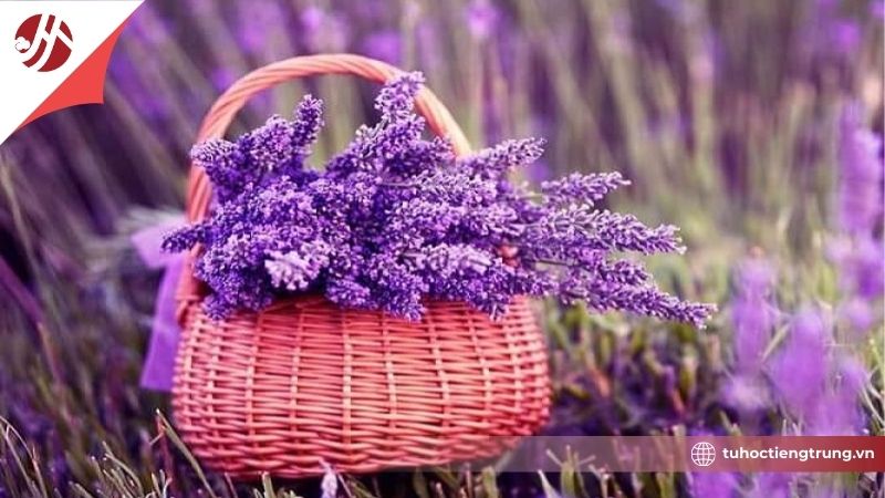 cy-nghia-mau-tim-trong-phong-thuy-trung-quoc